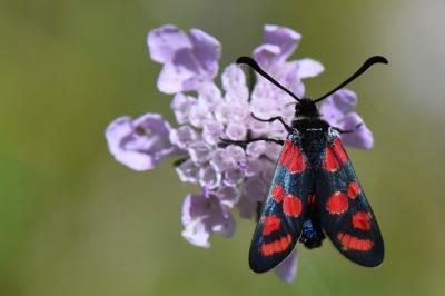 Zygène du Sainfoin 