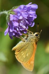 Sylvaine 