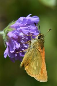 Sylvaine 
