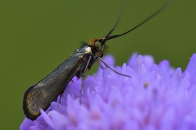 <i>Nemophora metallica</i>