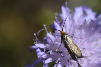 <i>Nemophora metallica</i>