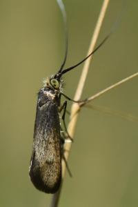 <i>Nemophora metallica</i>