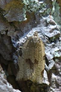 <i>Lozotaenia forsterana</i>