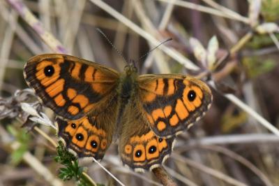 Mégère 