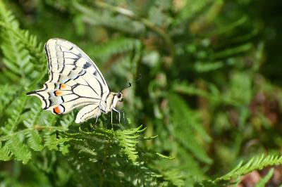 Machaon 