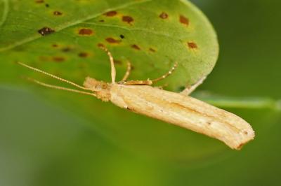 <i>Ypsolopha ustella</i>