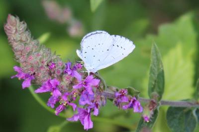 Celastrina argiolus