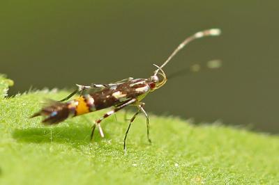<i>Cosmopterix zieglerella</i>