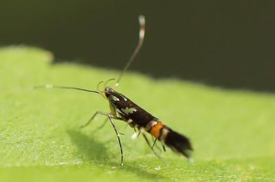 <i>Cosmopterix zieglerella</i>