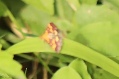 <i>Pyrausta purpuralis</i>