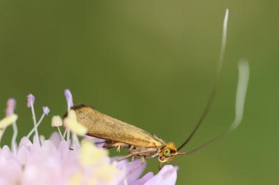 <i>Nemophora metallica</i>