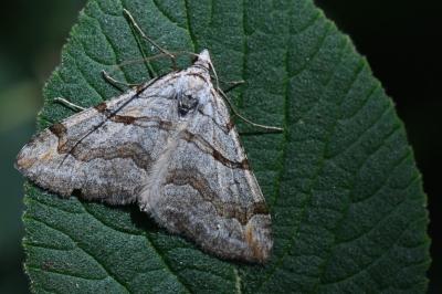 <i>Aplocera</i>