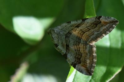 <i>Aplocera</i>