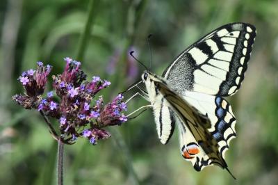 Machaon 