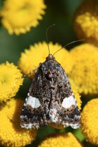 Noctuelle en deuil 