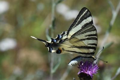 Iphiclides podalirius