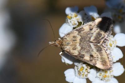 <i>Pyrausta despicata</i>