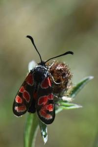 Zygène du Sainfoin 