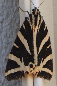 Écaille chinée 
