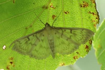<i>Patania ruralis</i>