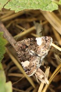 Noctuelle en deuil 