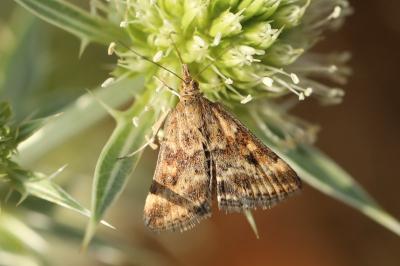 <i>Pyrausta despicata</i>