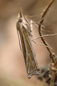 <i>Ancylolomia tentaculella</i>