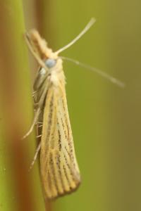 <i>Agriphila straminella</i>