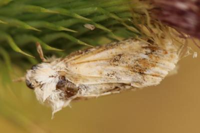 Noctuelle jaunâtre 