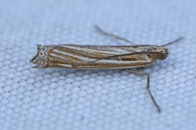 <i>Ancylolomia tentaculella</i>