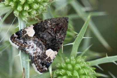 Noctuelle en deuil 