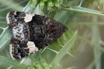 Noctuelle en deuil 