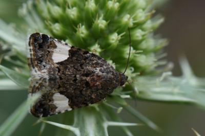 Noctuelle en deuil 
