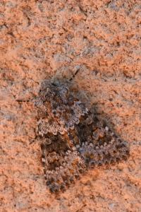 Noctuelle dysodée 