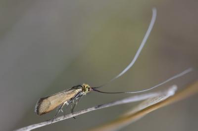<i>Nemophora metallica</i>