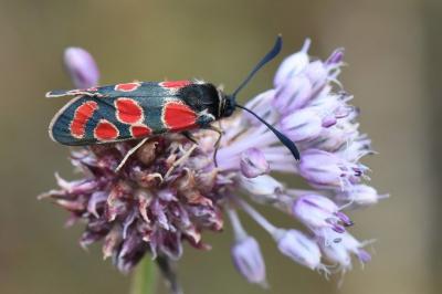 Zygène du Sainfoin 