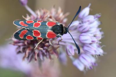 Zygène du Sainfoin 