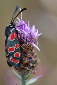 Zygène du Sainfoin 