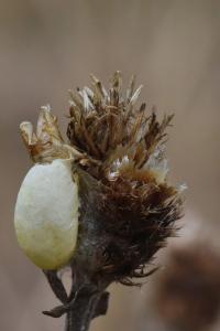 Zygène du Sainfoin 