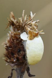 Zygène du Sainfoin 