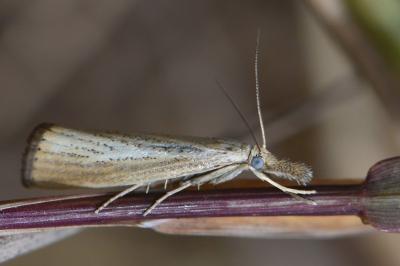 <i>Agriphila straminella</i>
