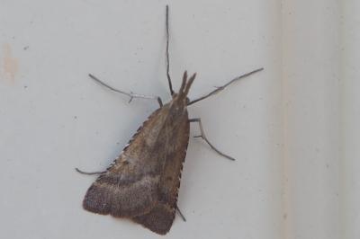 <i>Synaphe punctalis</i>
