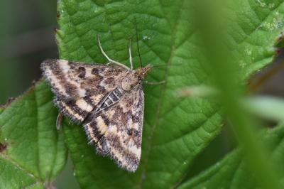 <i>Pyrausta despicata</i>