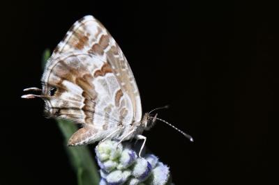 Brun du pélargonium 