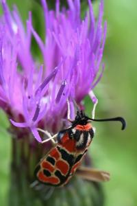 Zygène de la Petite coronille 