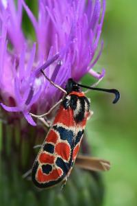 Zygène de la Petite coronille 