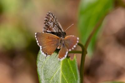 Brun du pélargonium 
