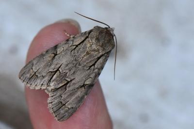<i>Acronicta</i>