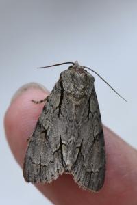 <i>Acronicta</i>