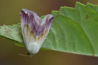 Noctuelle purpurine 